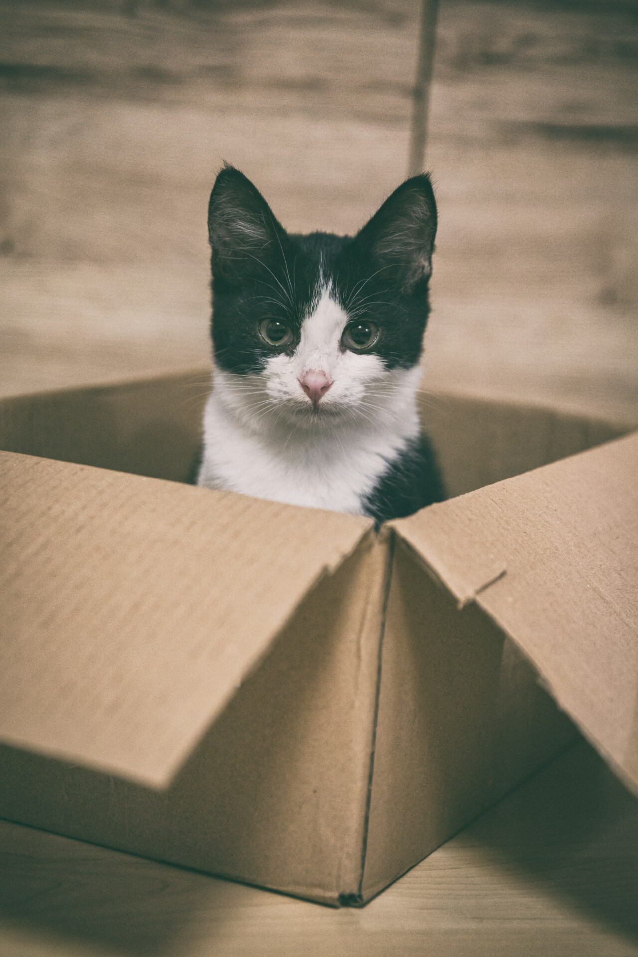 El gato dentro de una caja