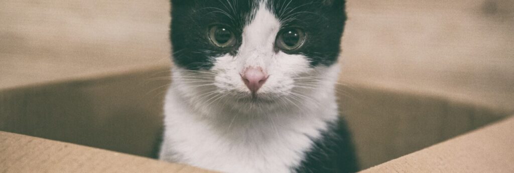 El gato dentro de una caja.