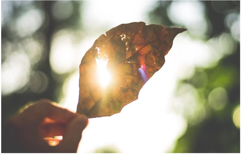 Los Cuantos de Luz en la Naturaleza