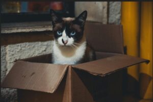 Un gato dentro de una caja.