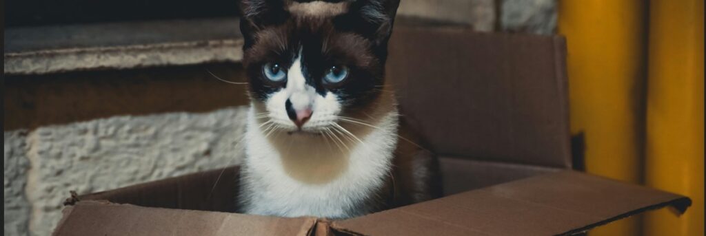 Un gato dentro de una caja.