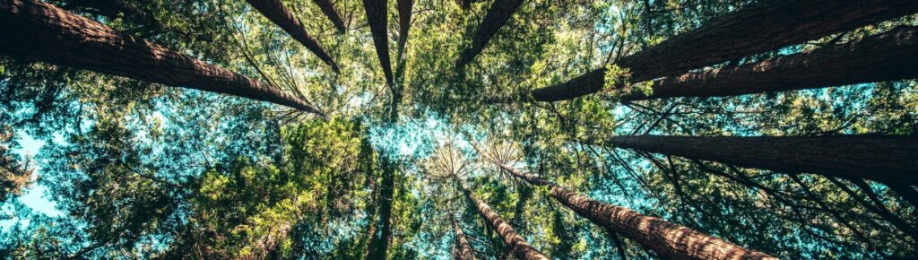 Imagen de los árboles en un bosque durante el día.