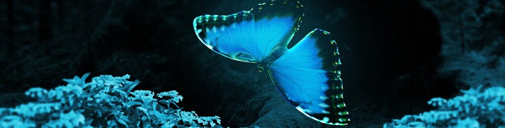 Radiación ultravioleta, una mariposa vista a través de una luz ultravioleta que presenta tonos azules